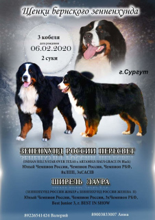 Photo №1. bernese mountain dog - for sale in the city of Surgut | 805$ | Announcement № 5991