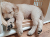 Photo №3. Golden Retriever Puppies available now for sale. Germany