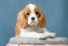Photo №4. I will sell cavalier king charles spaniel in the city of Permian. from nursery - price - Is free