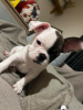 Photo №2 to announcement № 127355 for the sale of french bulldog - buy in Germany private announcement