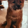 Additional photos: Shiba Inu, ZKwP records