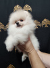 Additional photos: 2 Pomeranian males