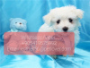 Photo №1. maltese dog - for sale in the city of Davos | negotiated | Announcement № 47603