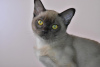 Photo №1. burmese cat - for sale in the city of Москва | 653$ | Announcement № 9730