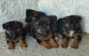 Photo №2 to announcement № 107479 for the sale of german shepherd - buy in Serbia breeder