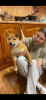 Photo №1. shiba inu - for sale in the city of Москва | negotiated | Announcement № 42015