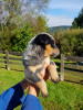 Photo №1. australian cattle dog - for sale in the city of Berlin | Is free | Announcement № 95188