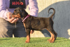 Photo №3. Doberman puppies 2 months old. Serbia