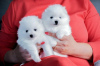 Photo №1. pomeranian - for sale in the city of Warsaw | Is free | Announcement № 92455