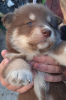 Photo №1. non-pedigree dogs - for sale in the city of Novosibirsk | 7$ | Announcement № 73385