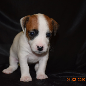 Photo №2 to announcement № 5303 for the sale of jack russell terrier - buy in Belarus breeder