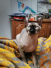 Additional photos: Elf/Canadian Sphynx Kitten with pedigree