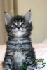 Photo №4. I will sell maine coon in the city of St. Petersburg. private announcement, from nursery, breeder - price - 750$