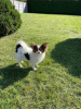 Photo №1. papillon dog - for sale in the city of Лида | 624$ | Announcement № 32097