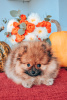 Photo №2 to announcement № 27529 for the sale of pomeranian - buy in Georgia private announcement, breeder