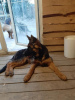 Photo №1. german shepherd - for sale in the city of Śrem | 1183$ | Announcement № 16871