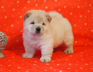 Additional photos: Chow chow puppies