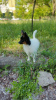 Photo №4. I will sell papillon dog in the city of Торонто. from nursery - price - 792$