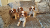 Photo №1. cavalier king charles spaniel - for sale in the city of Амстердам | negotiated | Announcement № 20629