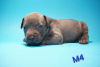 Additional photos: American Pit Bull Terrier puppies