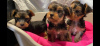Photo №1. yorkshire terrier - for sale in the city of Cologne | 370$ | Announcement № 42251