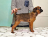 Additional photos: Puppies for sale petit brabancon
