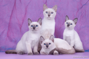 Photo №4. I will sell thai cat in the city of Moscow. from nursery - price - 322$