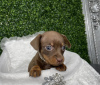 Photo №2 to announcement № 103819 for the sale of dachshund - buy in United States private announcement