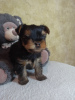 Photo №1. yorkshire terrier - for sale in the city of Verkhnodniprovsk | 146$ | Announcement № 11103