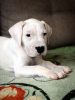 Photo №3. Dogo argentino puppy. Russian Federation
