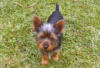 Photo №3. Silky terrier puppies for sale. Germany