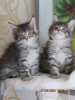 Photo №1. maine coon - for sale in the city of Riga | 740$ | Announcement № 100464