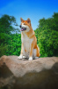 Additional photos: Akita Inu Boy (Hachiko)