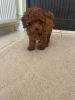 Photo №1. poodle (toy) - for sale in the city of Панчево | negotiated | Announcement № 94223