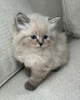 Photo №2 to announcement № 84211 for the sale of siberian cat - buy in Finland private announcement