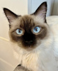 Additional photos: Siamese cat