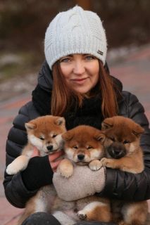 Photo №2 to announcement № 4496 for the sale of shiba inu - buy in Russian Federation from nursery, breeder