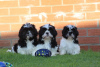 Photo №1. shih tzu - for sale in the city of Toulouse | 355$ | Announcement № 13099