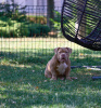 Additional photos: American Bully puppies for sale