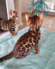 Photo №1. bengal cat - for sale in the city of Rotorua | 423$ | Announcement № 106330