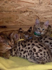 Additional photos: Savannah kittens available