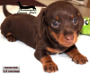 Additional photos: Dachshund miniature - grown up puppy