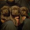 Photo №1. labrador retriever - for sale in the city of St. Petersburg | 2158$ | Announcement № 9177