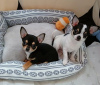 Photo №1. chihuahua - for sale in the city of Lyon | Is free | Announcement № 36290