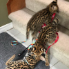 Additional photos: serval kittens