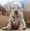 Photo №1. dalmatian dog - for sale in the city of Stockholm | negotiated | Announcement № 96301