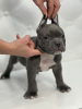 Photo №1. american bully - for sale in the city of Kishinev | 1585$ | Announcement № 87944