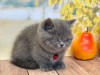 Photo №4. I will sell scottish fold in the city of Пертунмаа. private announcement - price - 423$