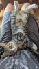 Photo №3. Kitten Kiselechek is looking for a loving family.. Russian Federation