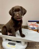 Photo №1. labrador retriever - for sale in the city of Colchester | 1743$ | Announcement № 74540